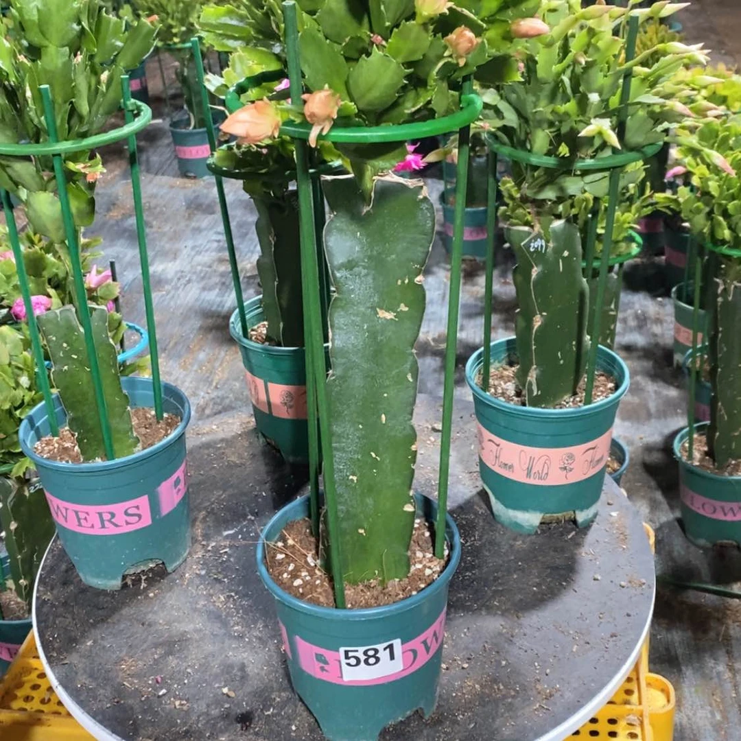 【闪购商品】完全开放?*?581嫁接028