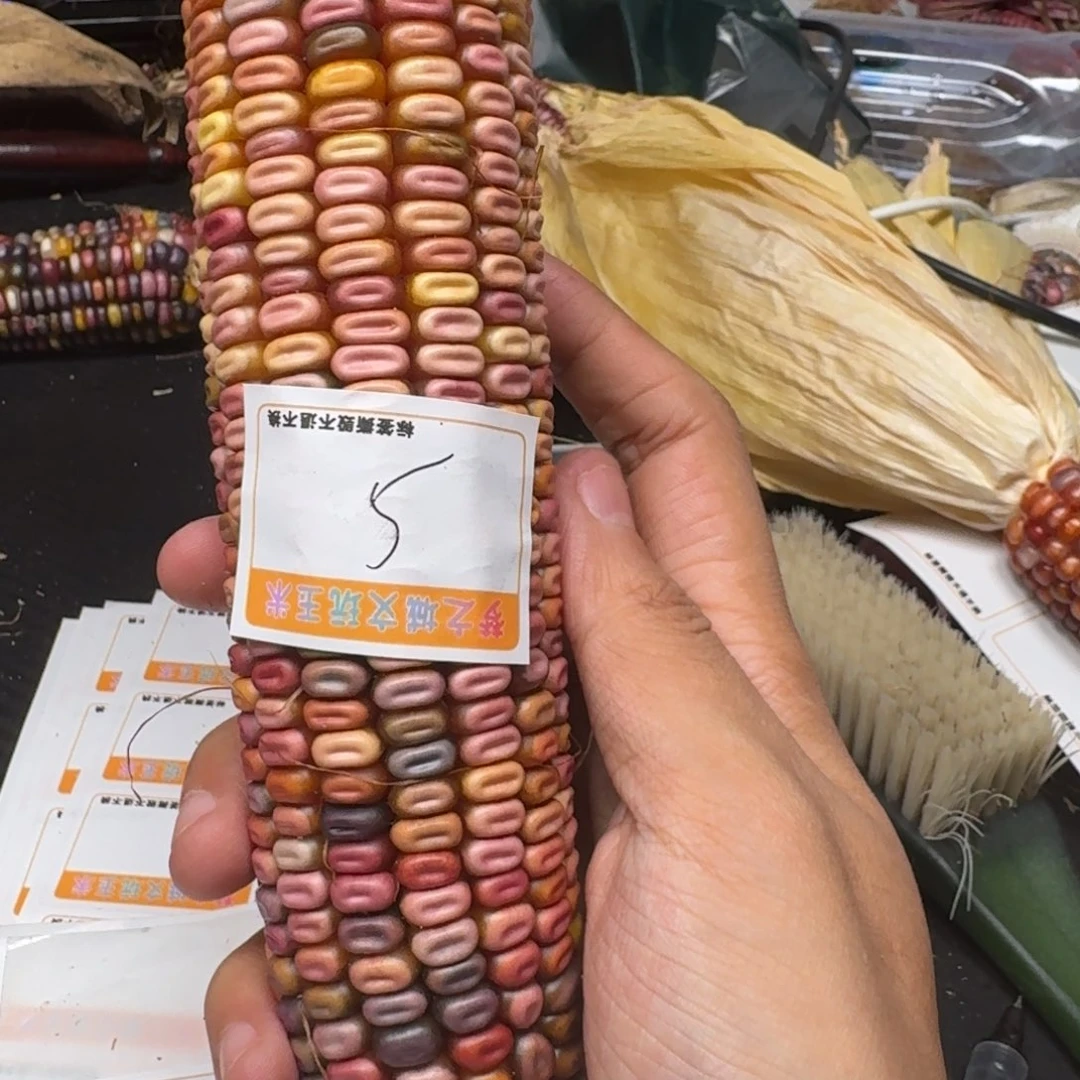 小***士柏香籽/百香籽吊坠