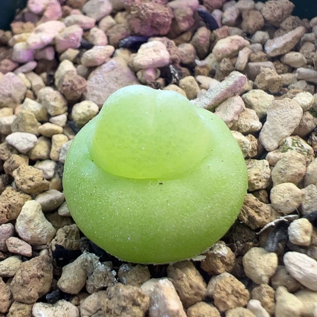 好多年的大葫芦母本 肉锥植物