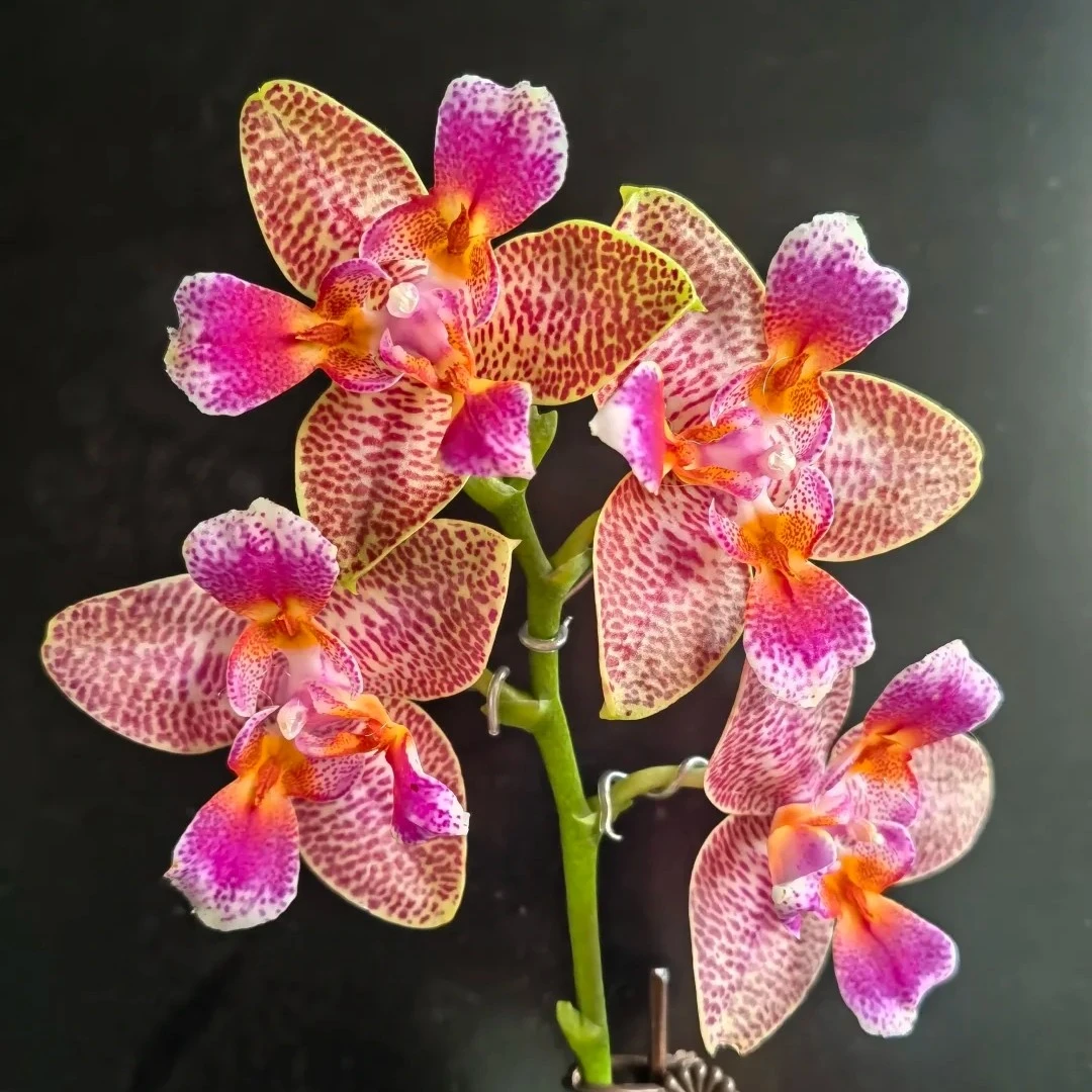 蝴蝶兰苗【快乐童话】3.0寸加高杯，单花剑未开花