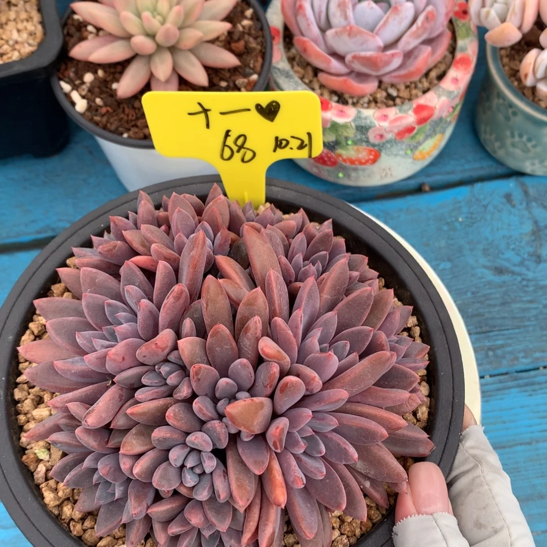 ****️我们家的小仙女们