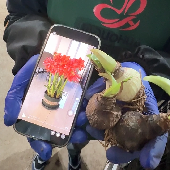 3颗装，芭蕾舞女直径4-5厘米进口残次，不承诺开花时间