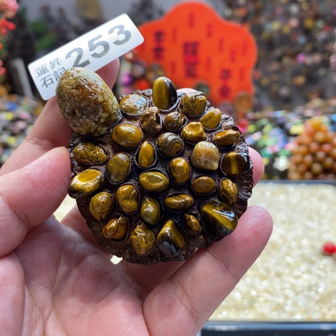 核桃木/黑胡桃（胡桃木）253大龟