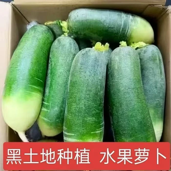 （买三斤送二斤）正宗东北萝卜黑土地种植新鲜水果萝卜现拔现发