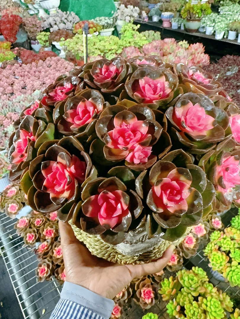 XX 爱莎公主+草编蓝 多肉植物 好养 喜阳 少水 基地直发