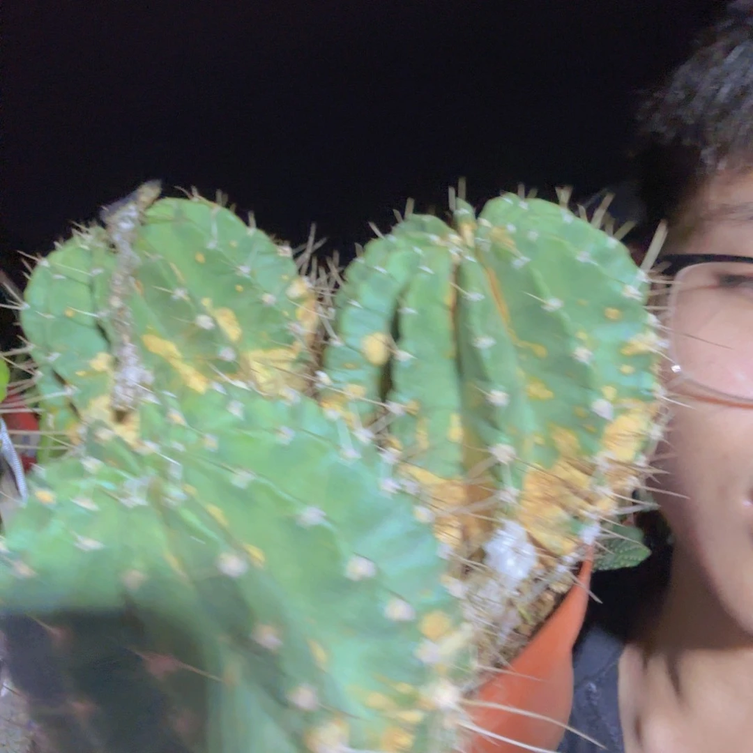 无花朵黄****产哈哈哈哈哈哈哈