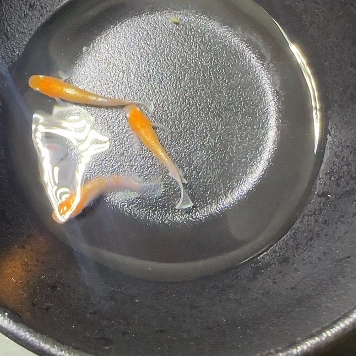 青鳉鱼赤壁红白107