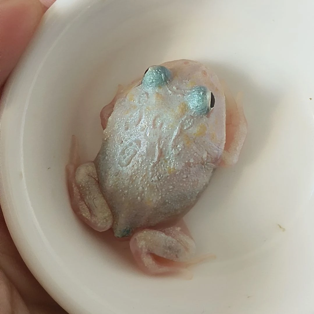 角蛙五号果冻肚白色变异角蛙