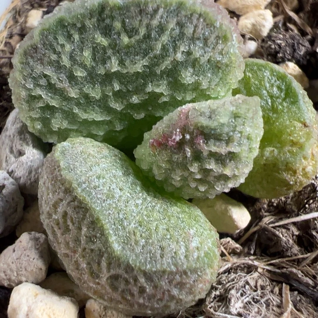 实生新品多肉植物水泡多肉植物水泡