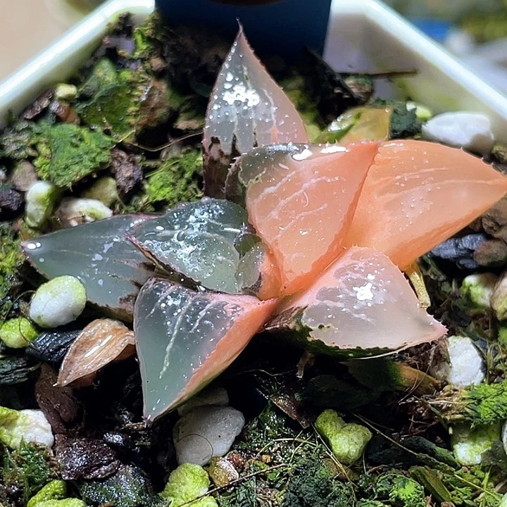 600酒吞锦一物一拍