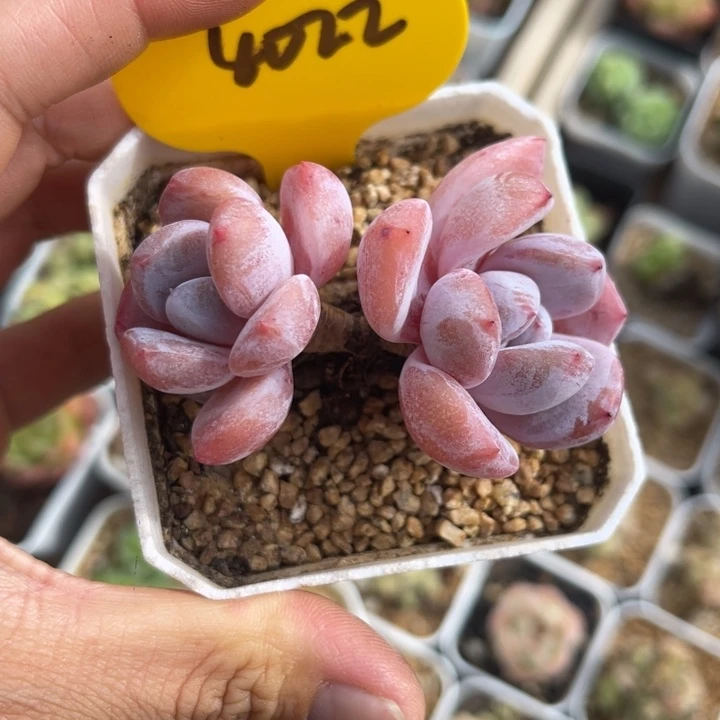 韩货橙梦露双头4022