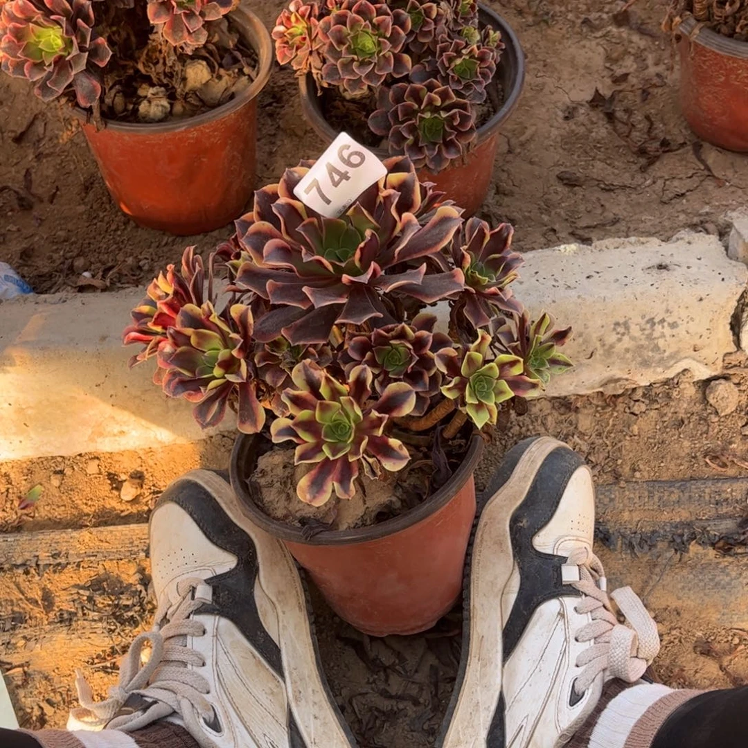 欧嘉莉746不包断枝