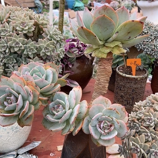 云南发货白凤老桩寄养