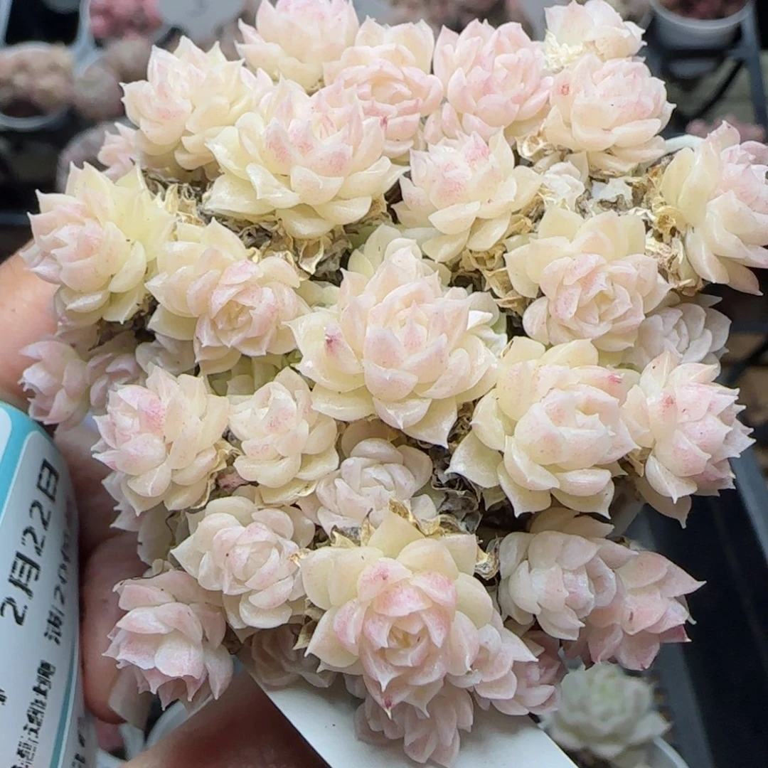 淳**娜花语逸境0222-576散