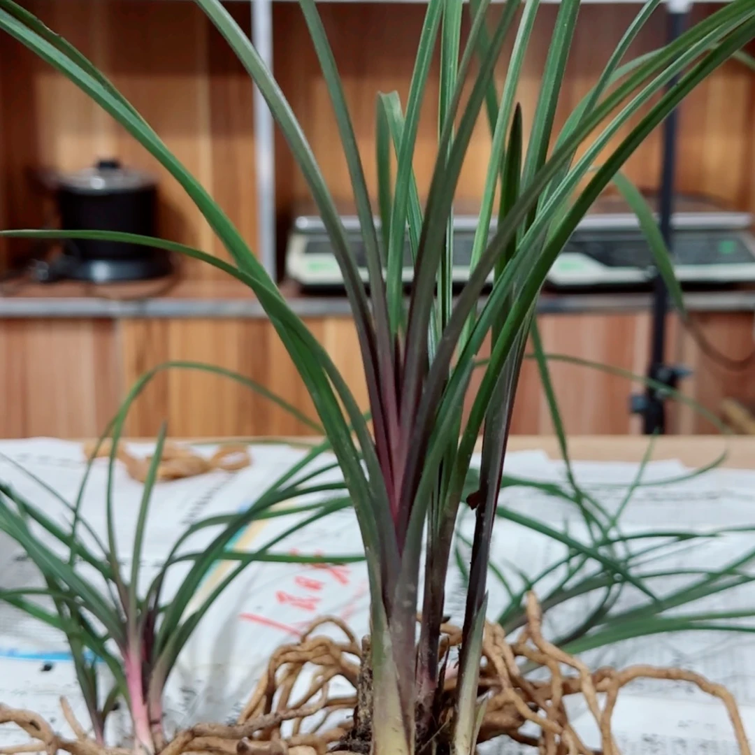 花***圆当前无花栽培后可以开花