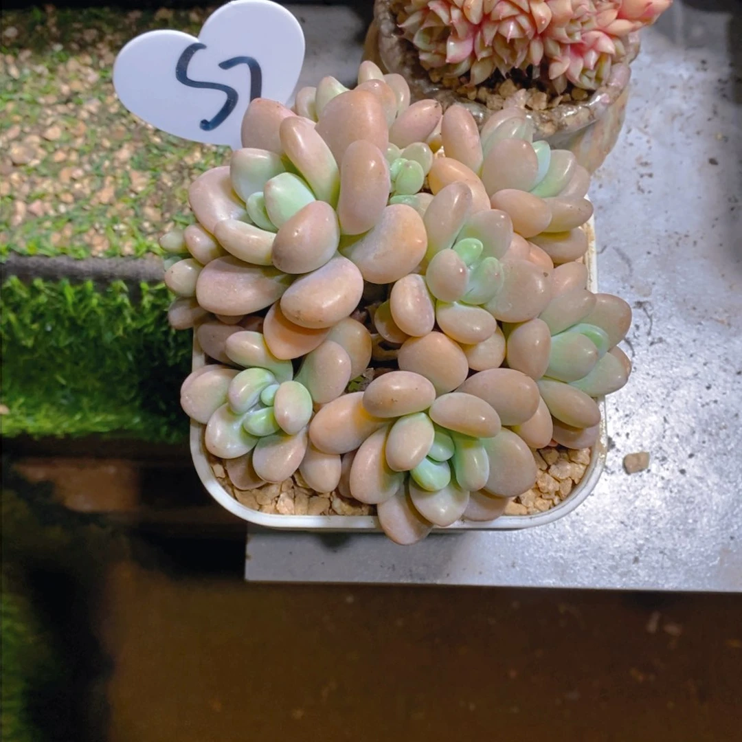 骑****女香水洛神群多肉植物