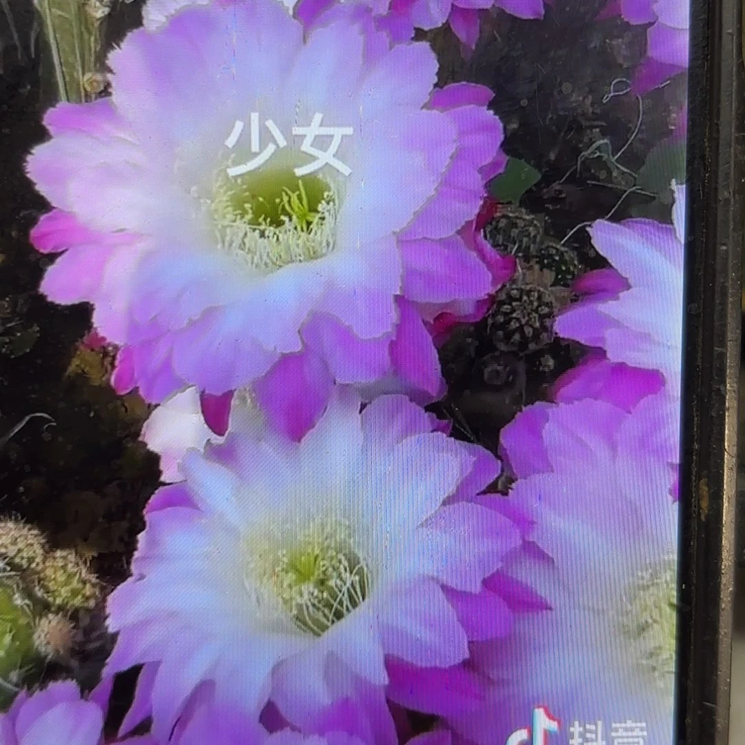 少女彩侧牙20包邮仙人球51