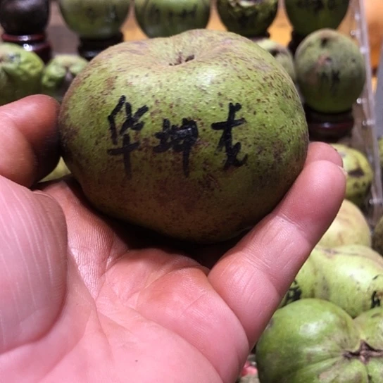 吊坠桃核核桃核桃