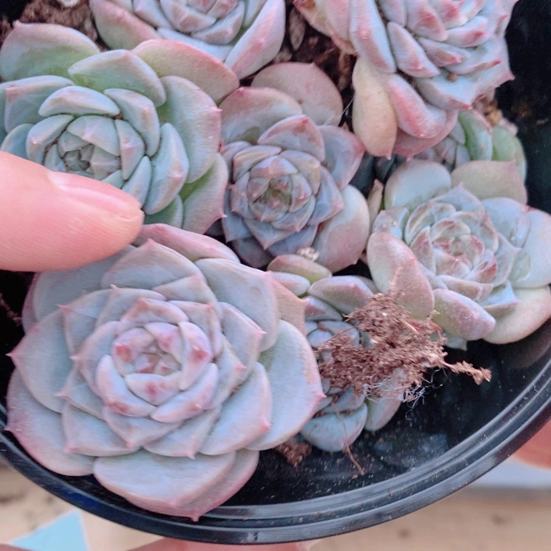 多肉植物精品切糕B940