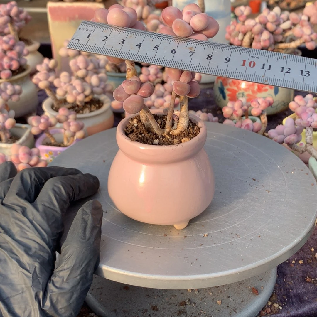 8号带盆偏远地区不包邮的