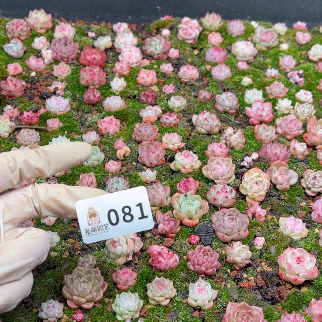 H****E多肉植物多肉植物