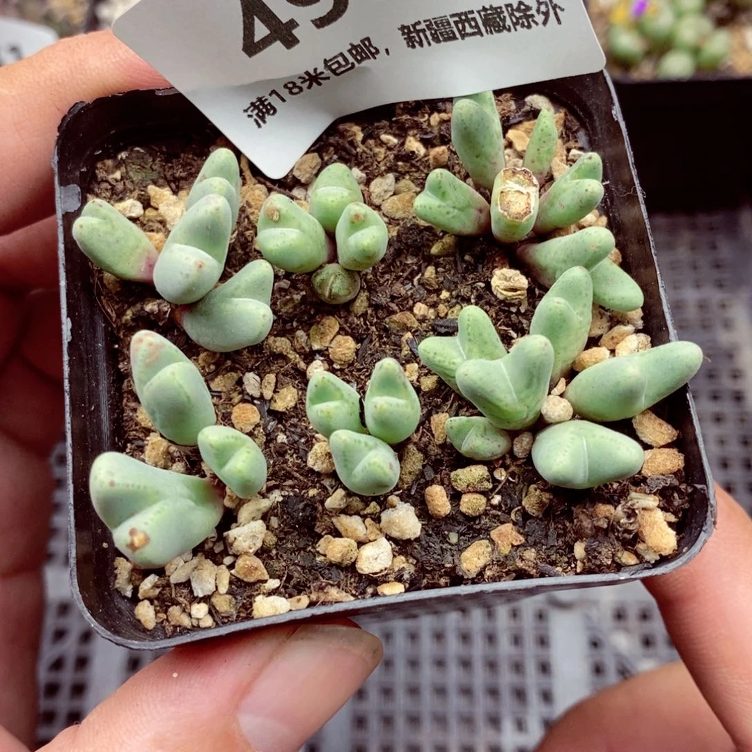 4932。