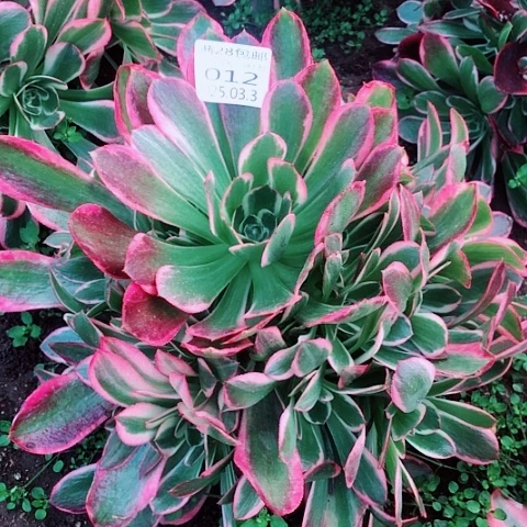 3.5-12皇后多肉植物