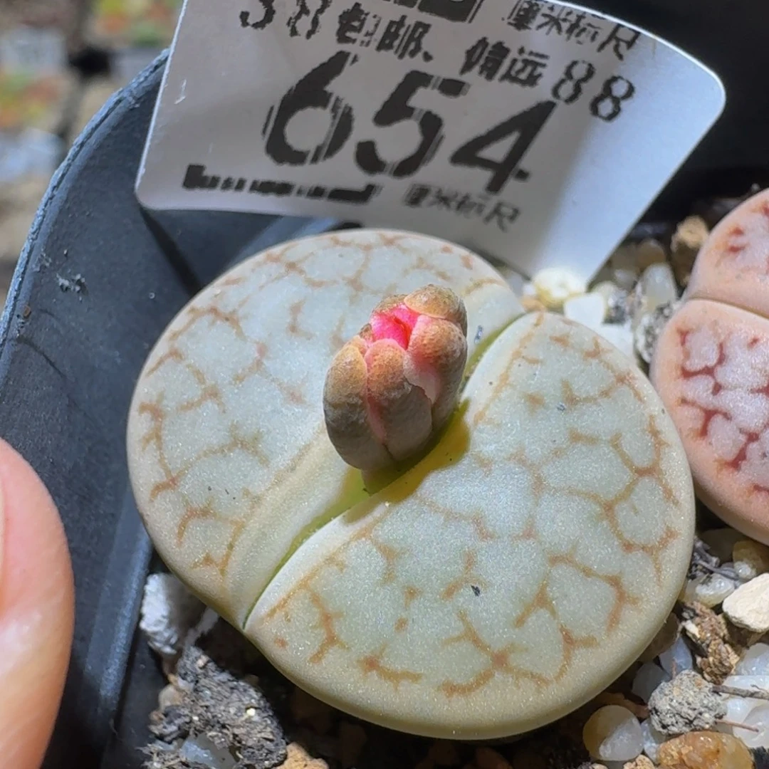Ssss精品生石花654
