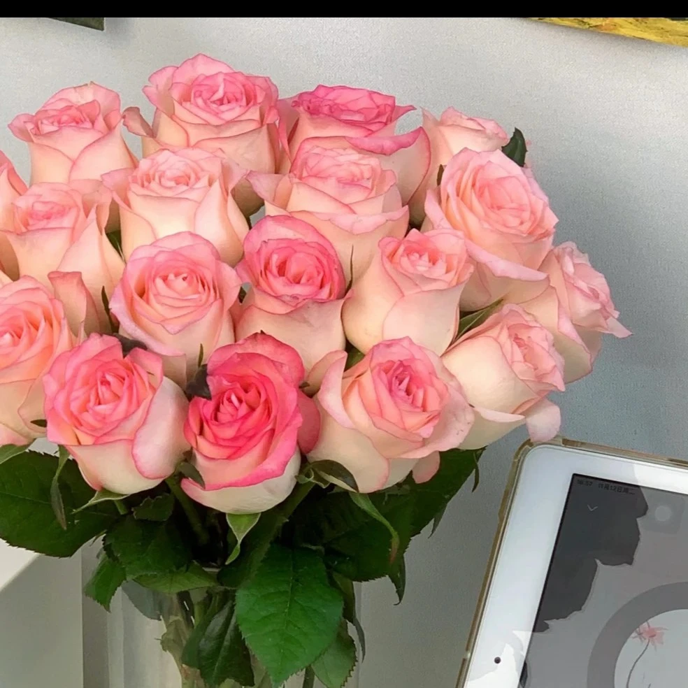 【活·全场两单京东包邮【次日达·艾莎】10支艾莎公主鲜切花（花有保护瓣，到货后把保护瓣去掉，保护瓣折痕不售后）