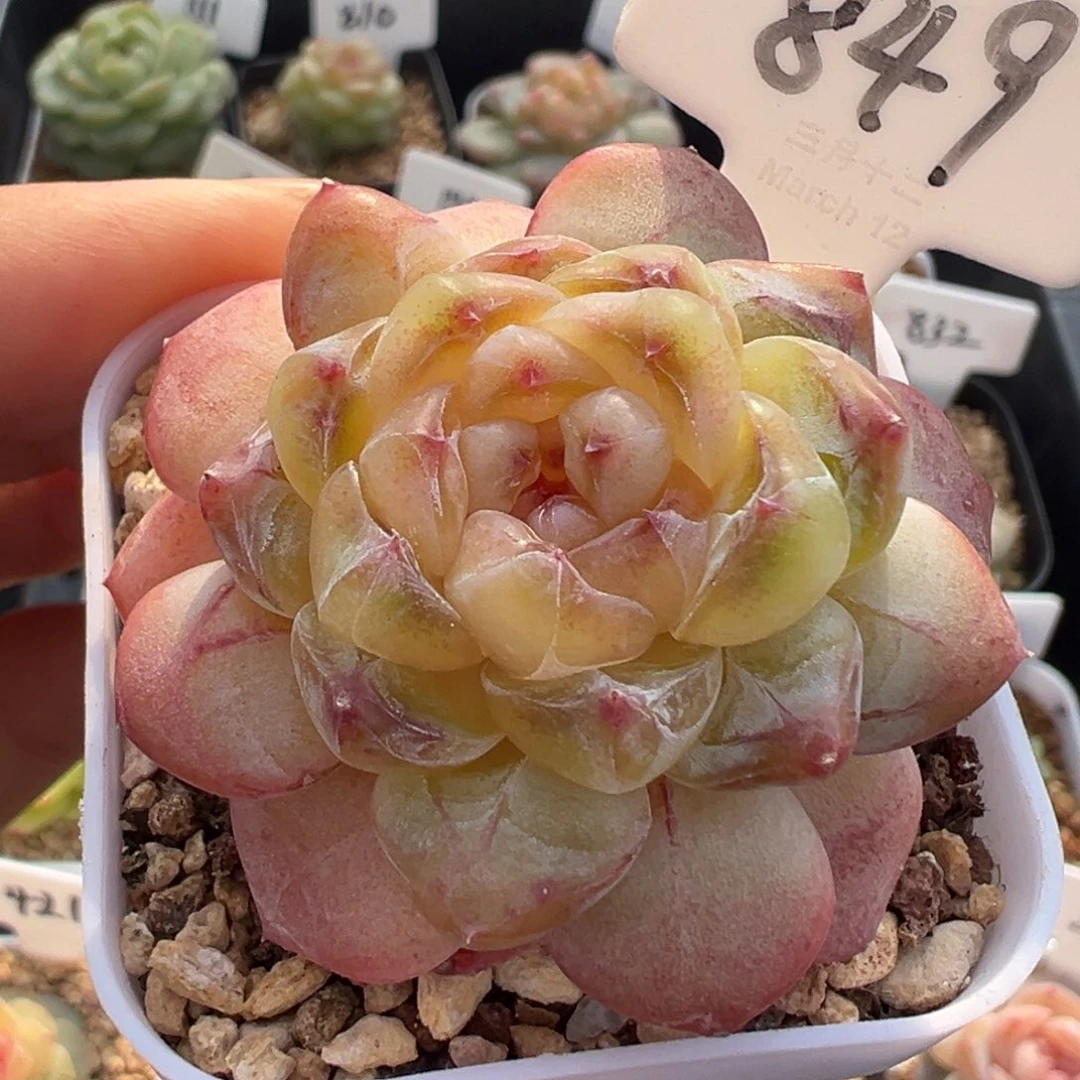 849号果冻甜心 晗雨