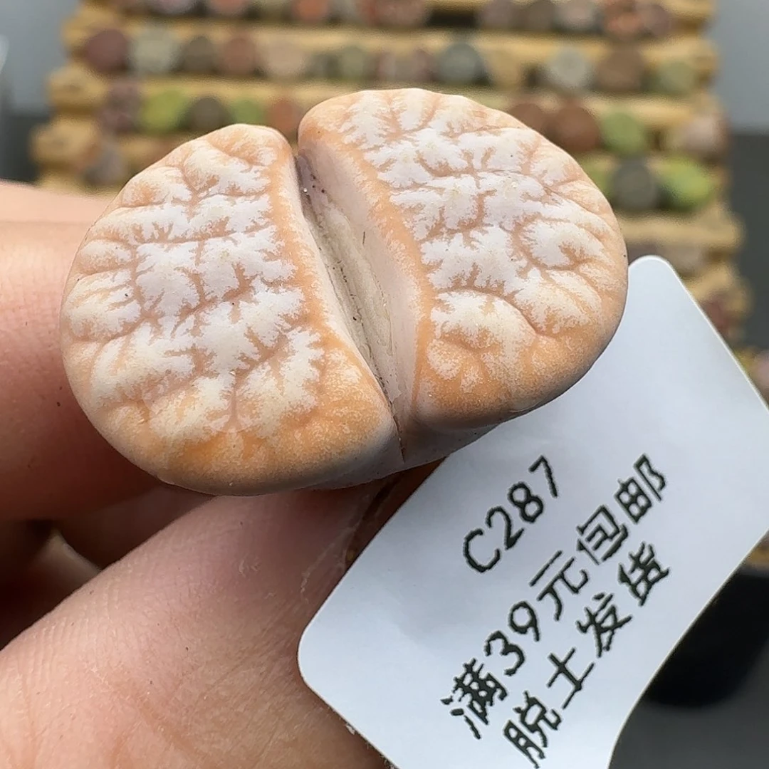 要***爆287哈哈哈哈哈哈哈哈哈哈哈