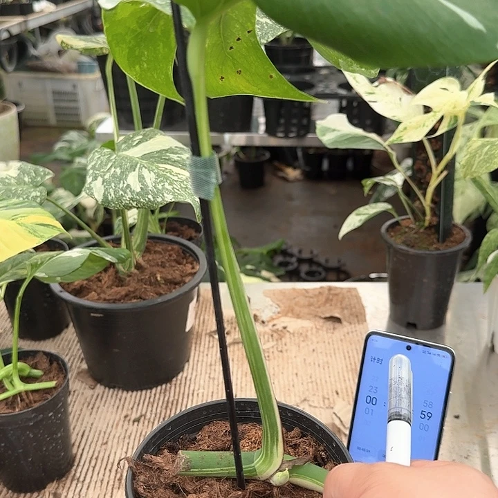 E***a无花朵18白龟0119