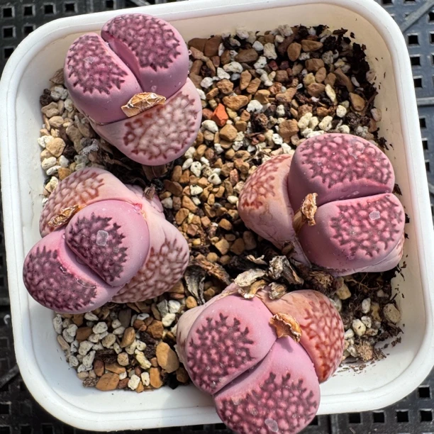 园艺新品紫寿丽老母本 生石花多肉一物一拍脱土修根