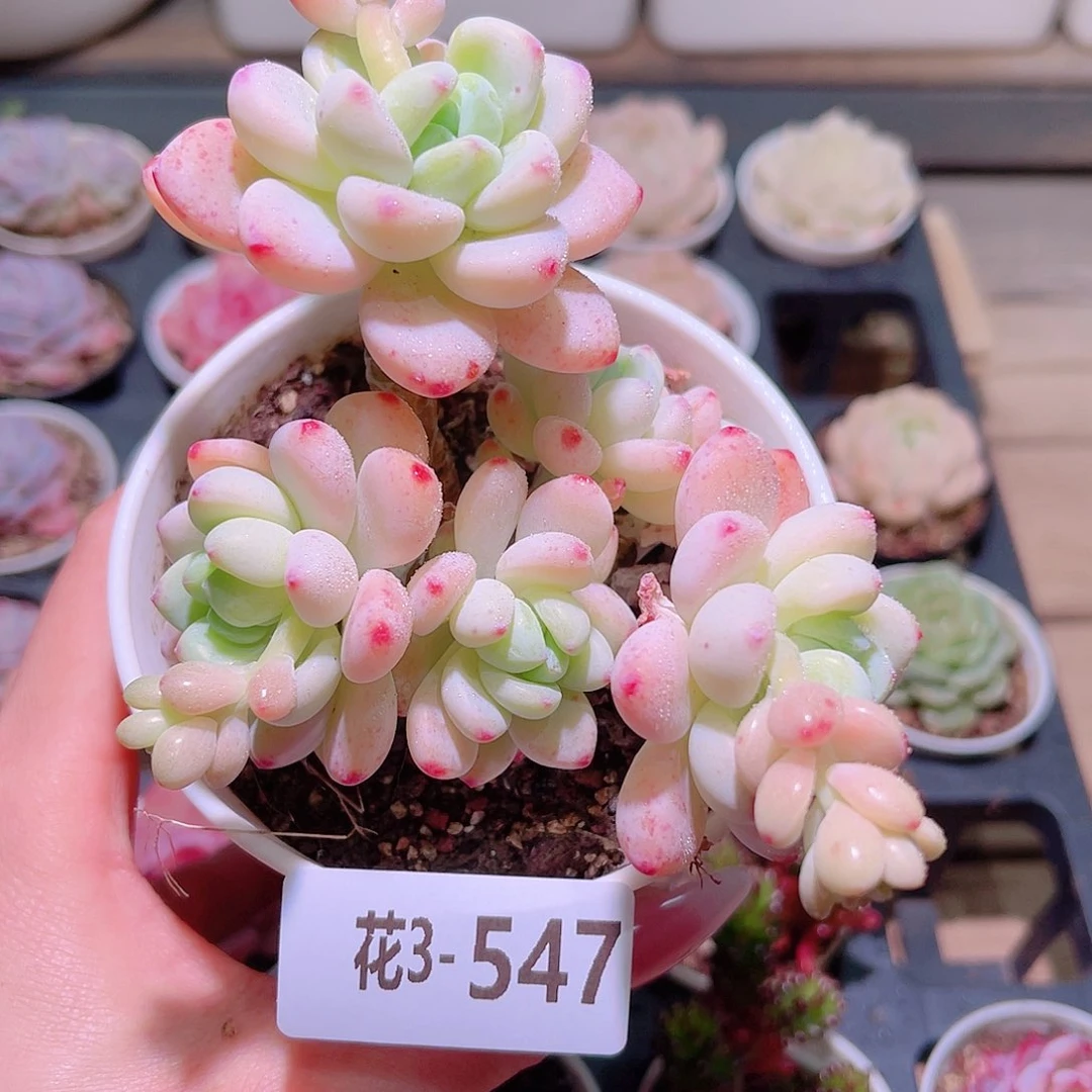 花利美3-547罗琦
