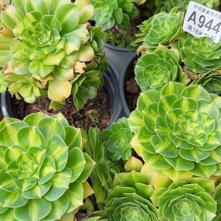 多肉法师翡翠琉璃