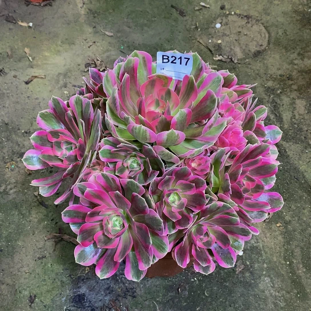 粉女郎多肉植物217