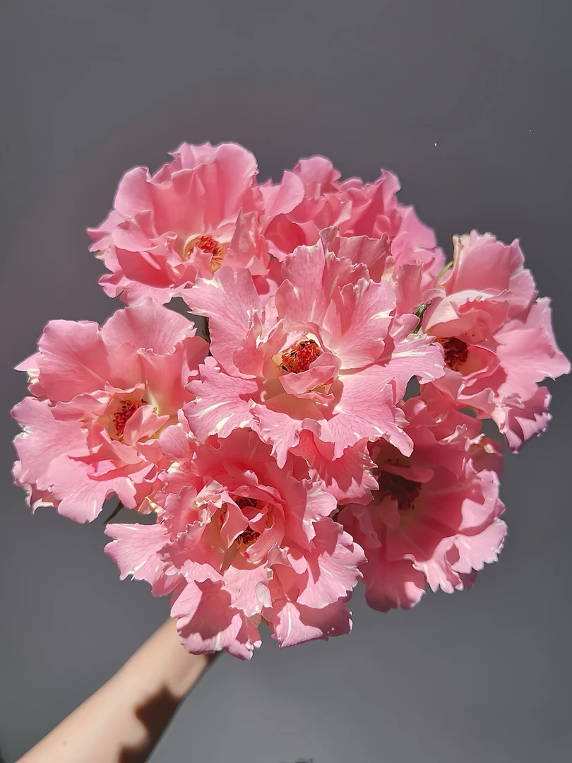 [彼方]玫瑰一单不发货！！