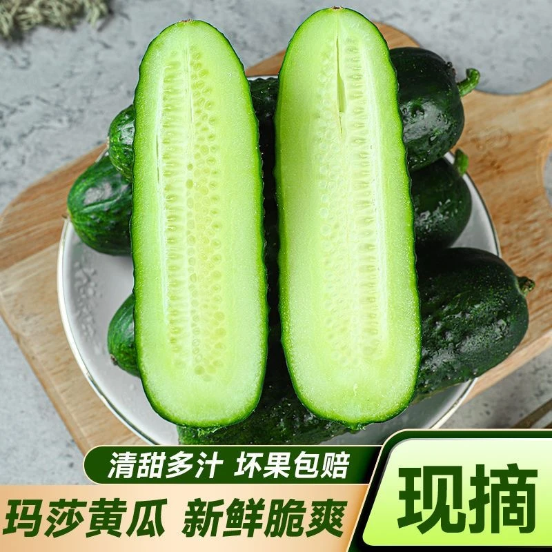 农家新鲜采摘水果玛莎小黄瓜清香脆嫩口感鲜嫩