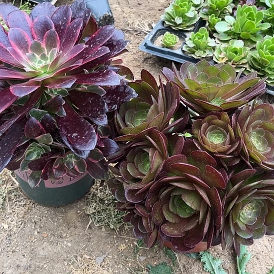 多肉植物组合两个35