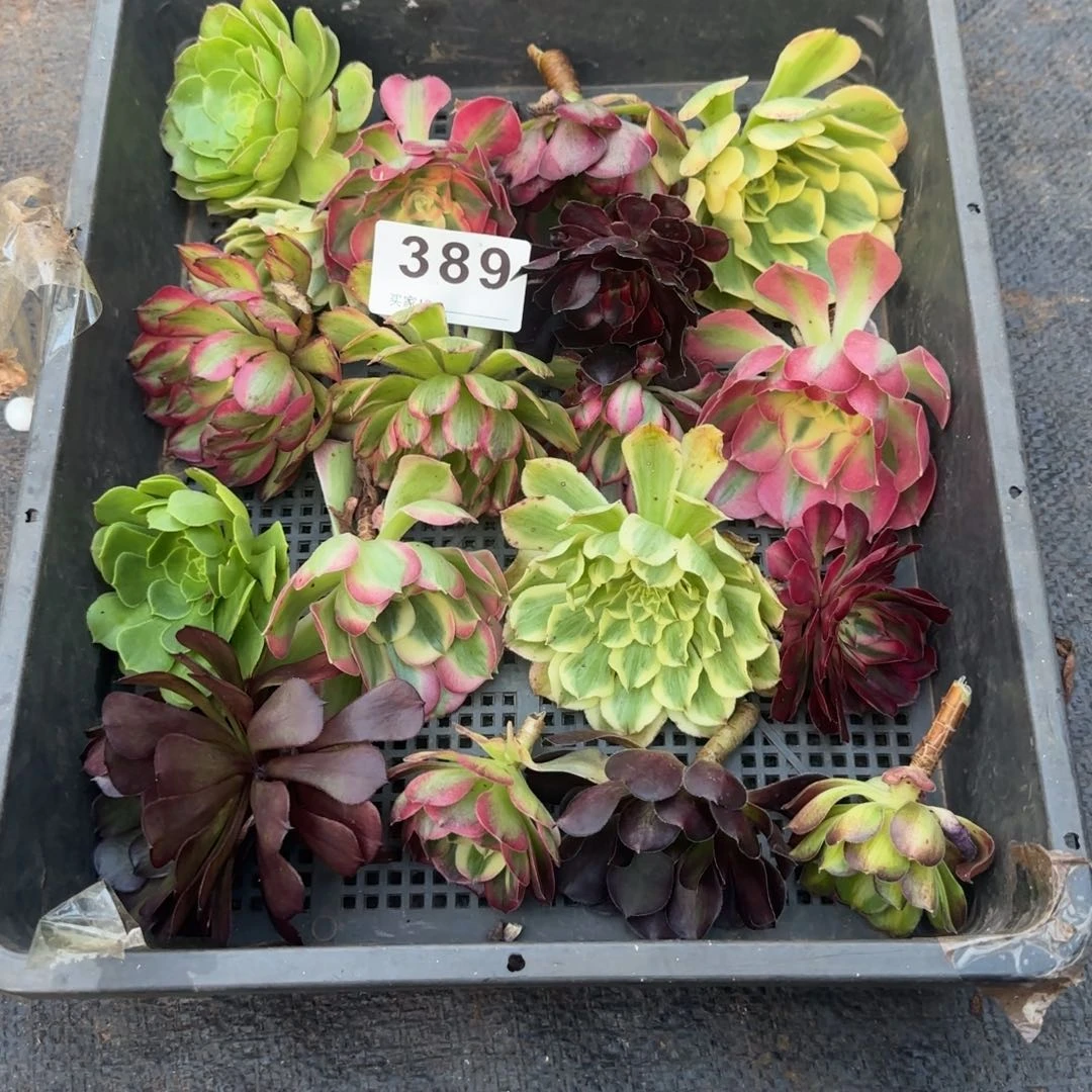 幸***生16个砍头苗多肉植物389