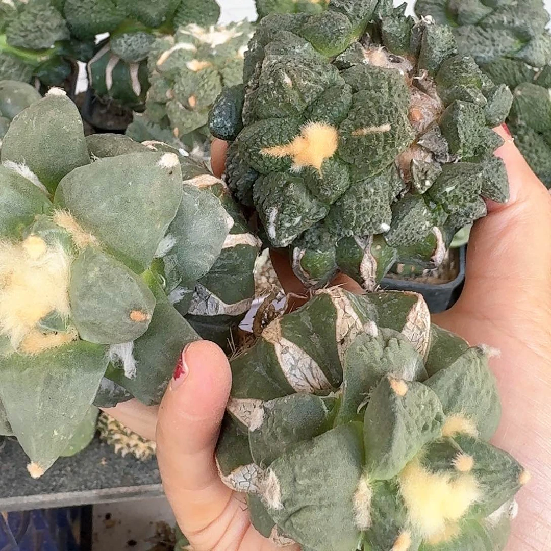 【闪购商品】无花朵r****n三颗福利牡丹