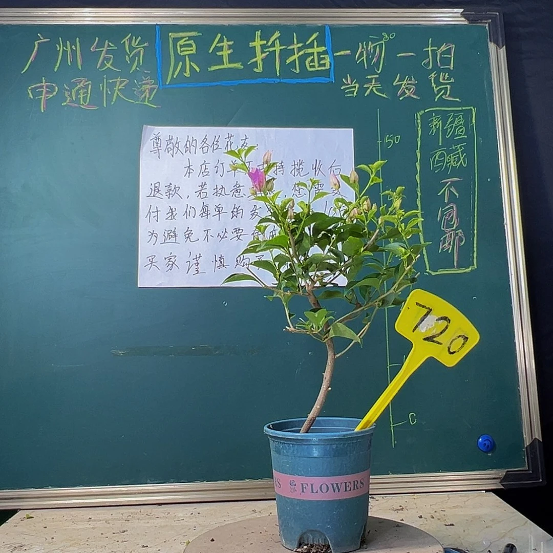 当前无花栽培后可以开花巴西紫 720