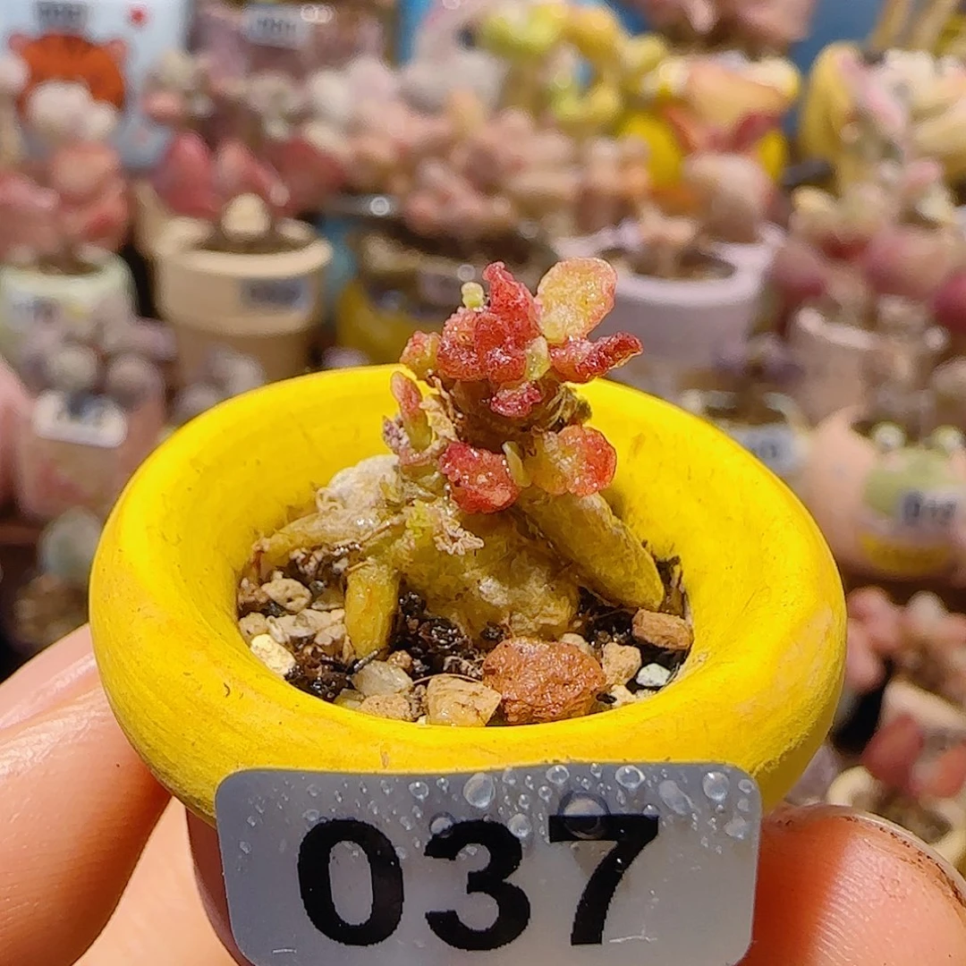 T可爱粉黛盆口2cm