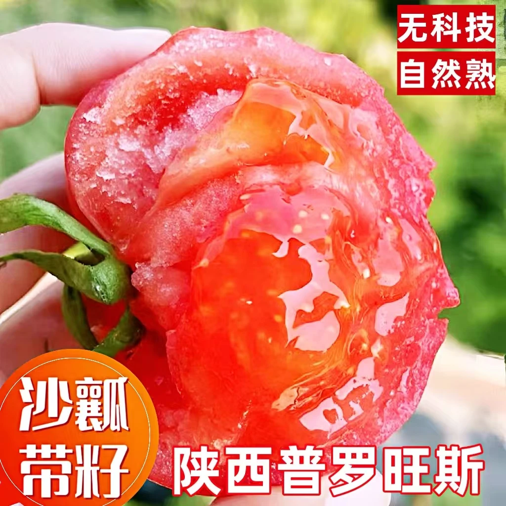 【618】陕西泾阳普罗旺斯西红柿水果番茄自然熟沙瓤多汁新鲜采摘