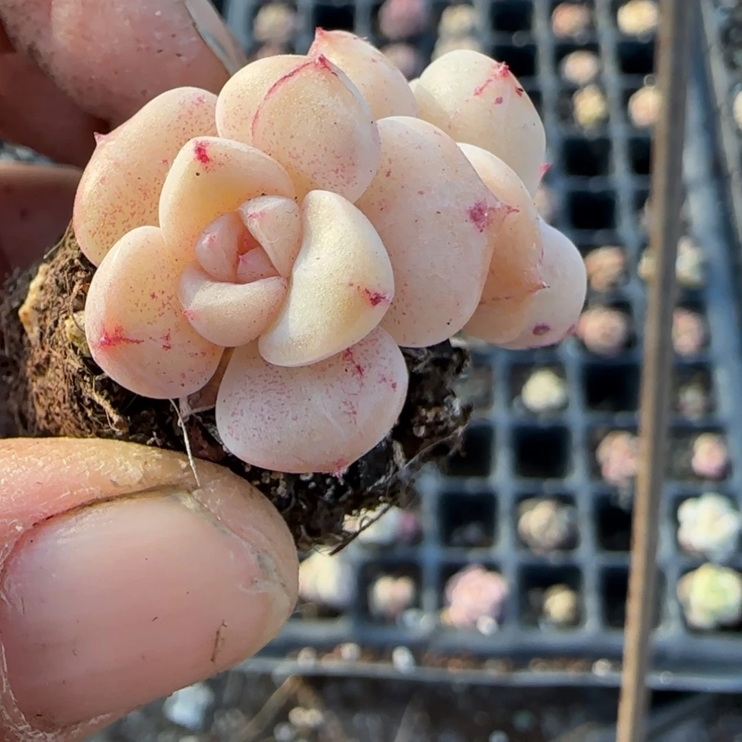 多肉小卡拉米糖心一物一拍