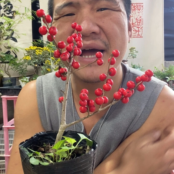 ￴***‍以实际为准盆景绿植盆栽32