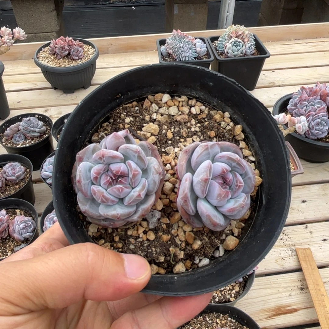 一物一拍满68包邮