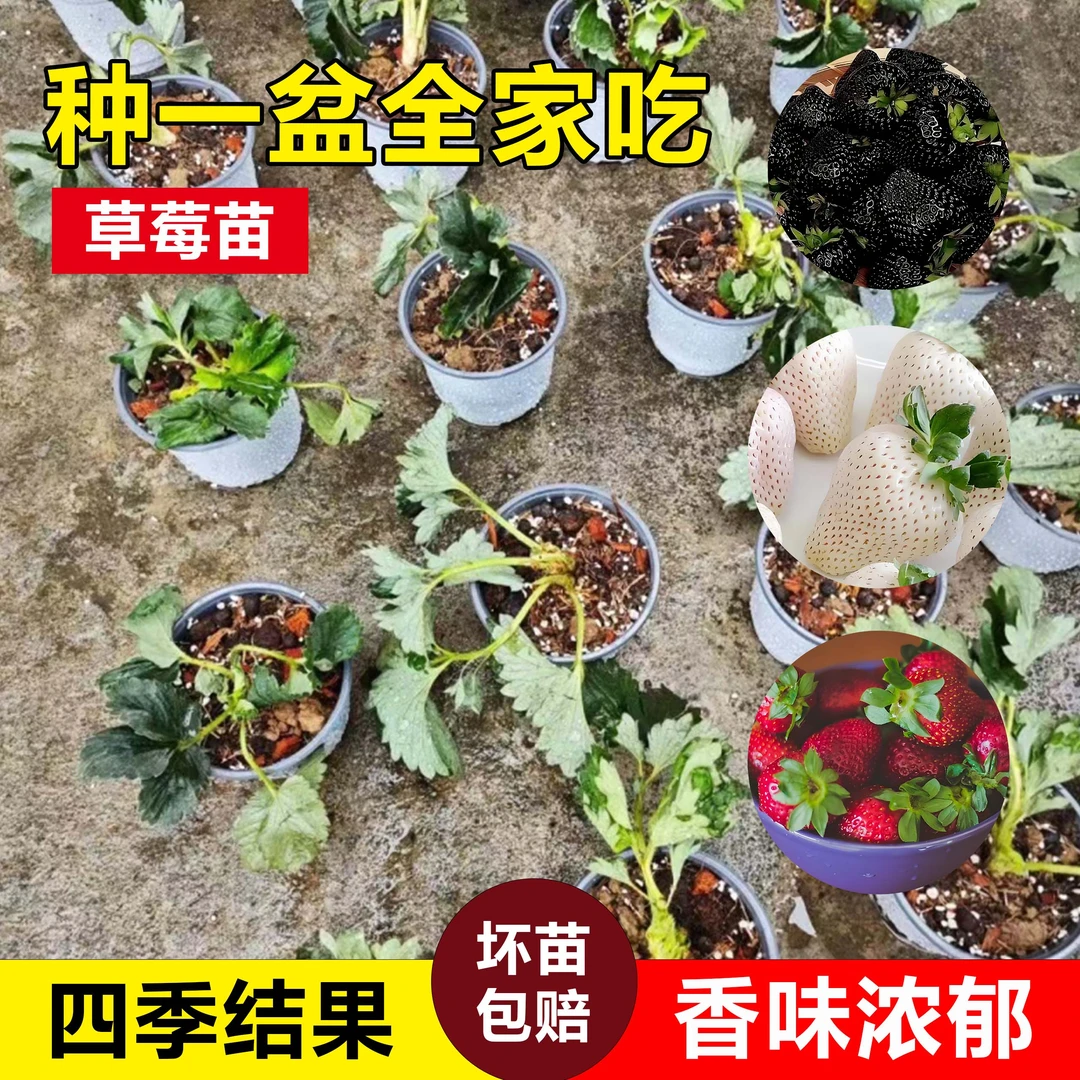 当年结果草莓苗新品种南北方阳台种植特大草莓秧苗果树苗盆栽绿植