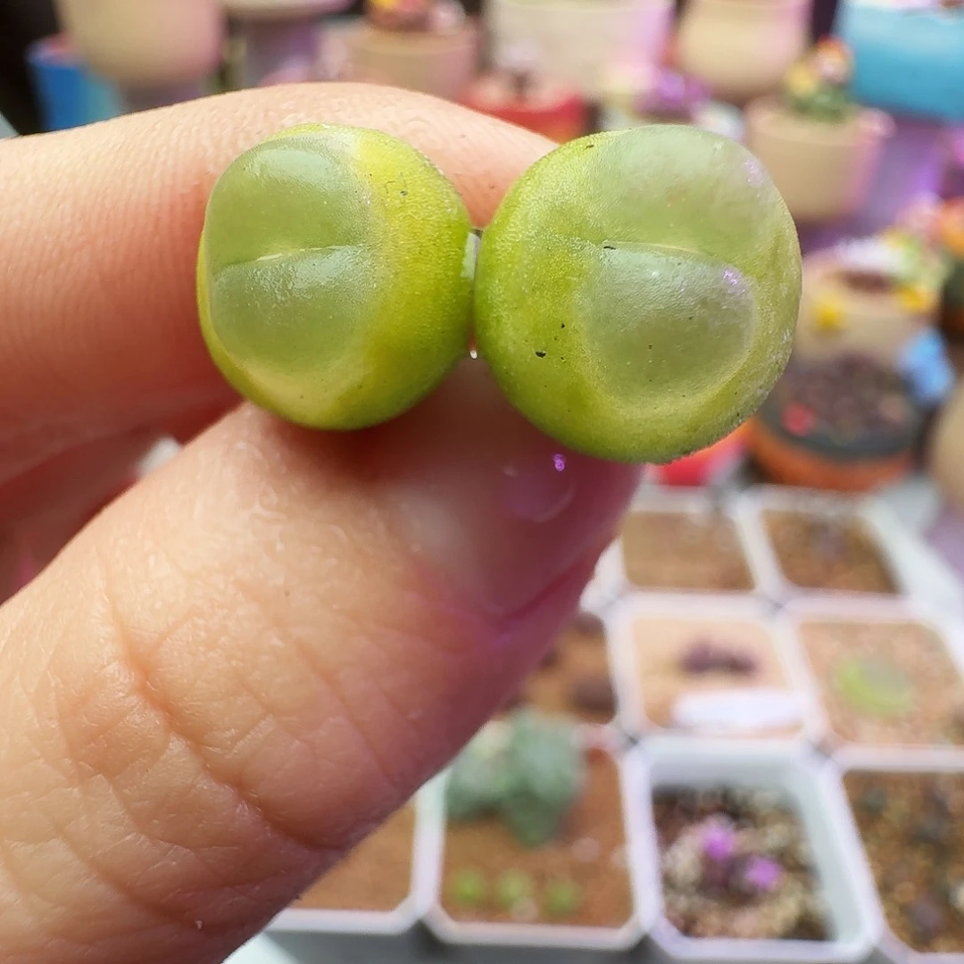 多肉植物福利风铃334