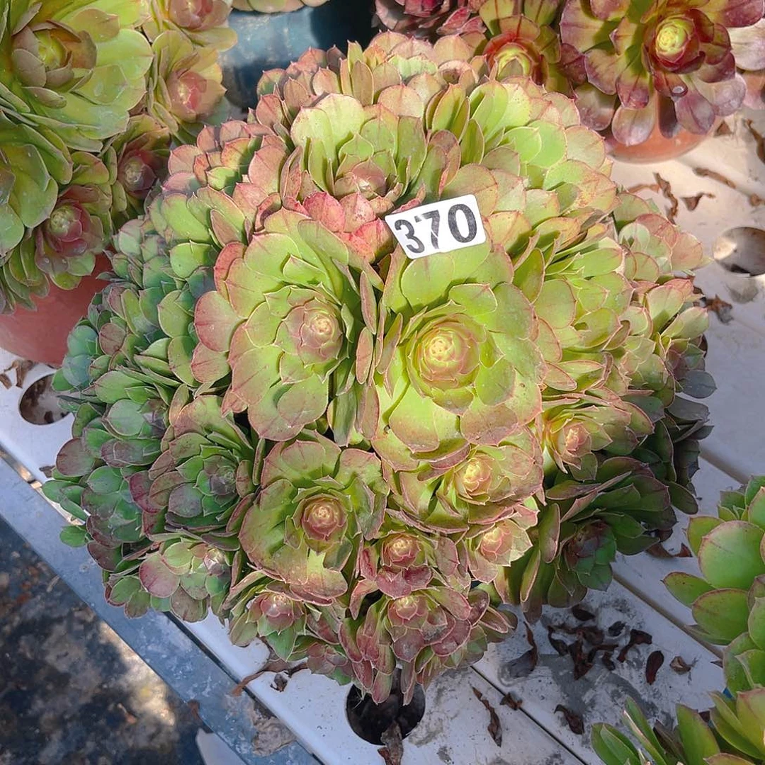 法师法师3–26包邮法师